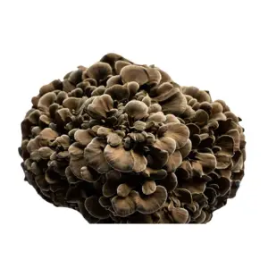 Black maitake mushroom cultivated by Shogun Maitake avilabel at Pebble Creek Produce in Michigan.