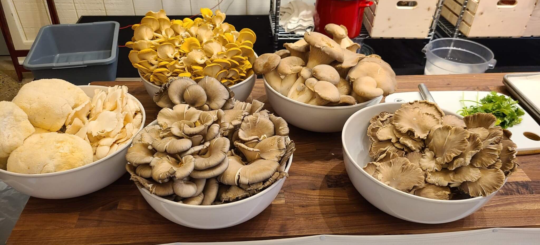 Mushroom Stir Fry | Pebble Creek Produce