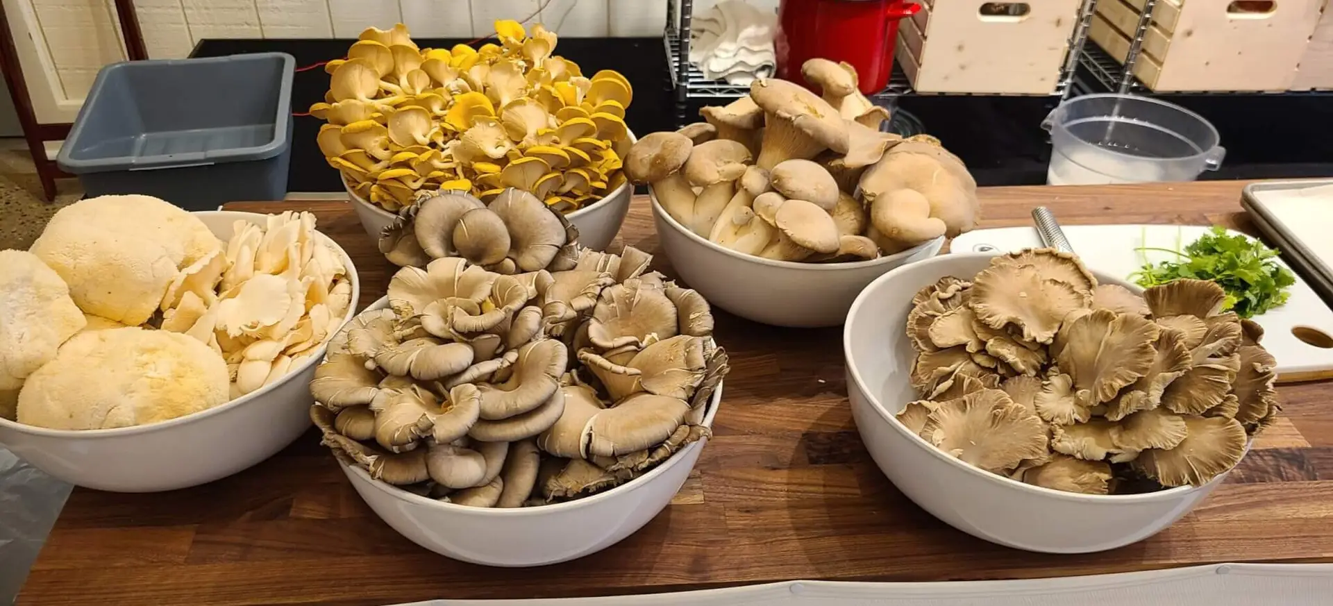 Lion's Mane Egg Drop Soup | Pebble Creek Produce