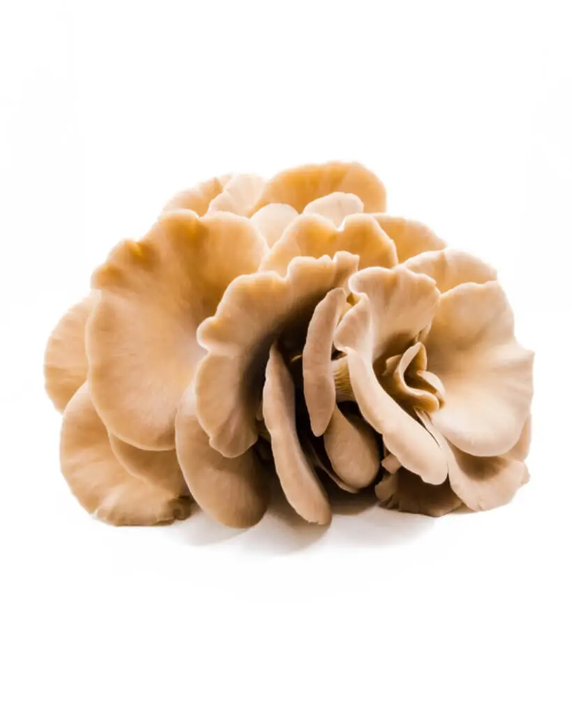 Fresh PoHu Oyster mushrooms with dense clusters and wide caps