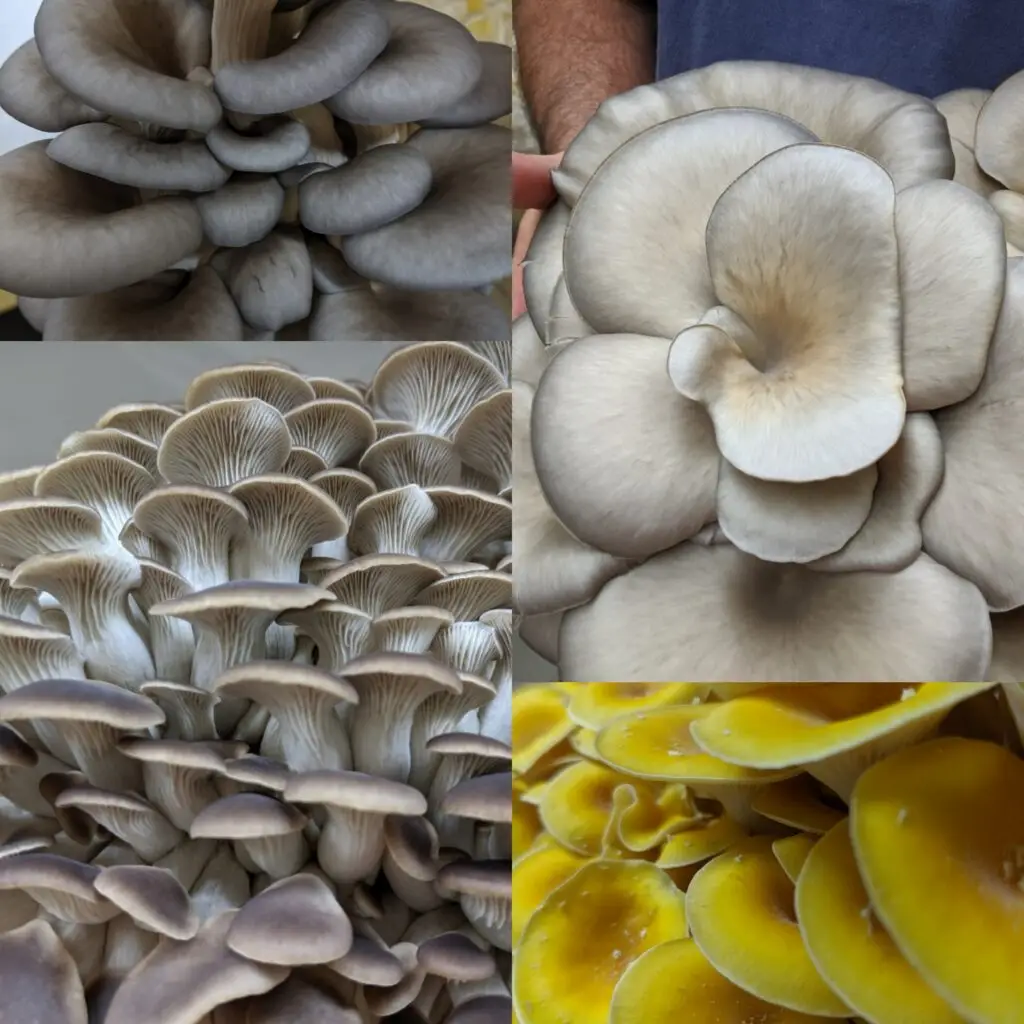 Gourmet mushroom varieties grown at Pebble Creek Mushrooms in Michigan.