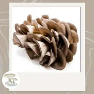 Pebble Creek Produce branded image highlighting the King Blue Oyster Mushroom.