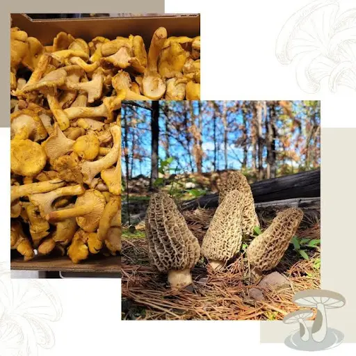Pebble Creek Produce branded image with wild foraged morels in the right bottom corner and wild foraged chanterelles in the top left.