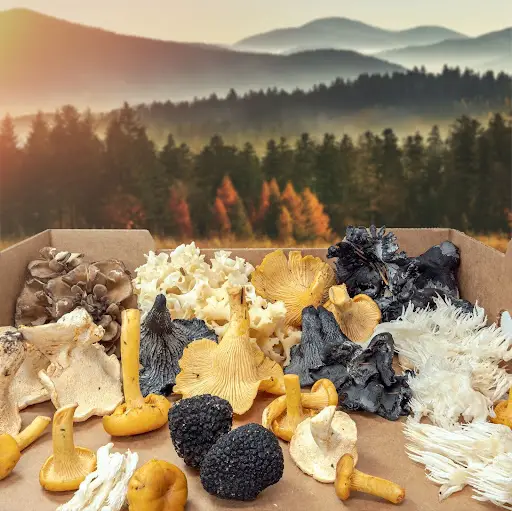 Box full of wild foraged mushrooms in the background there are mountains and a forest representing their sustainability.