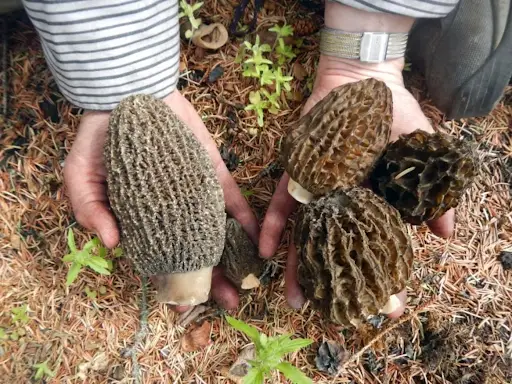 Wild mushroom forager holding wild Morel mushrooms near the forest ground.
