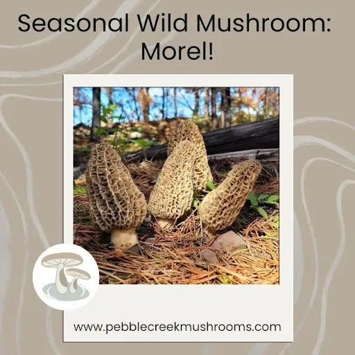Pebble Creek Produce branded image with four wild Morel Mushrooms shown in a forest ready to be foraged.