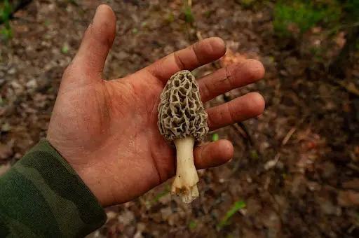 Forager holding a wild Morel Mushroom in the palm of their hand.