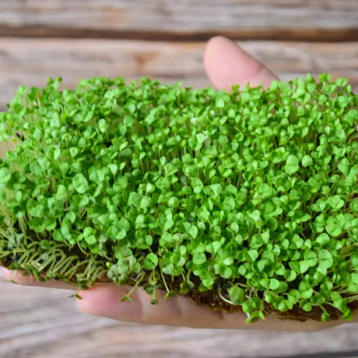 Microgreens in the palm of a hand that were harvested at Pebble Creek's micro farm in Michigan.