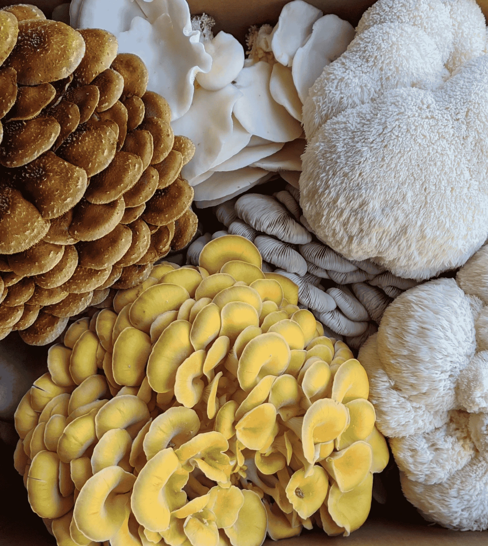 Mushroom varieties grown at Pebble Creel Mushrooms.