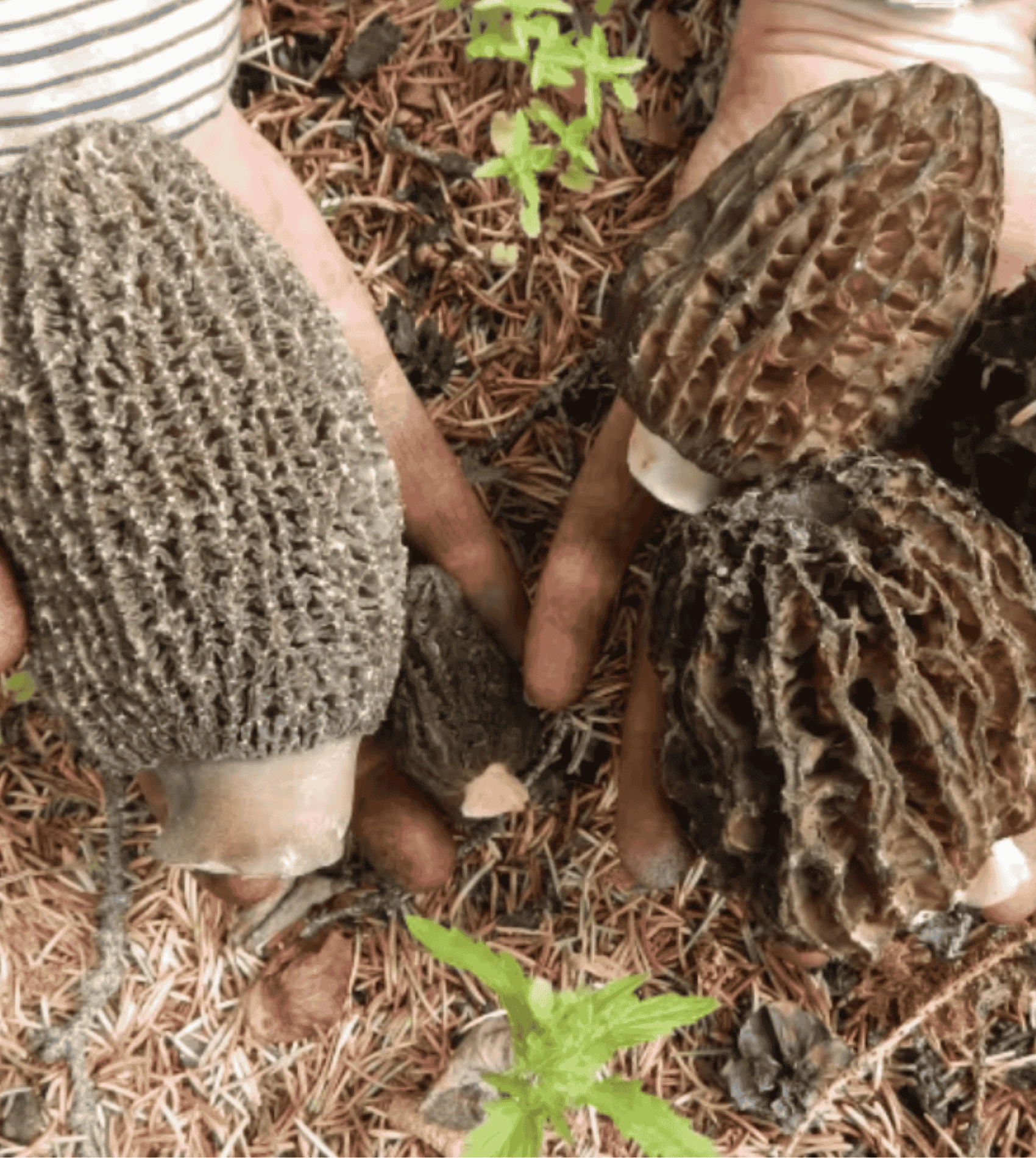 Foraged morel mushrooms