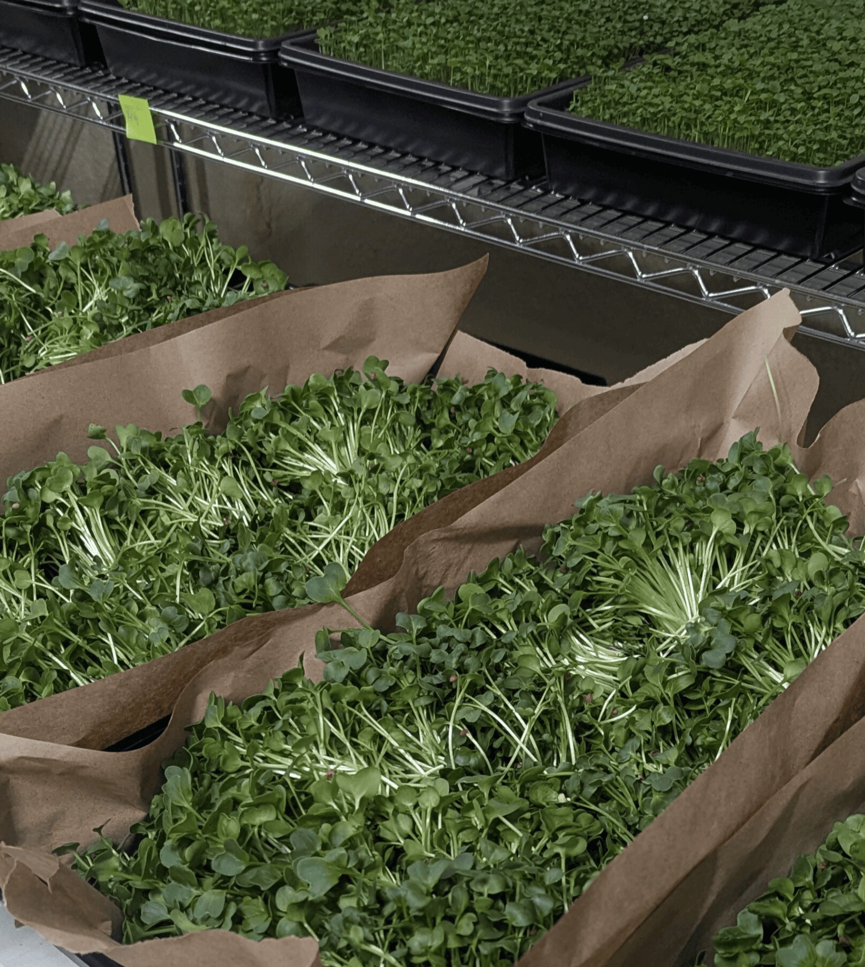 Freshly harvested microgreens.