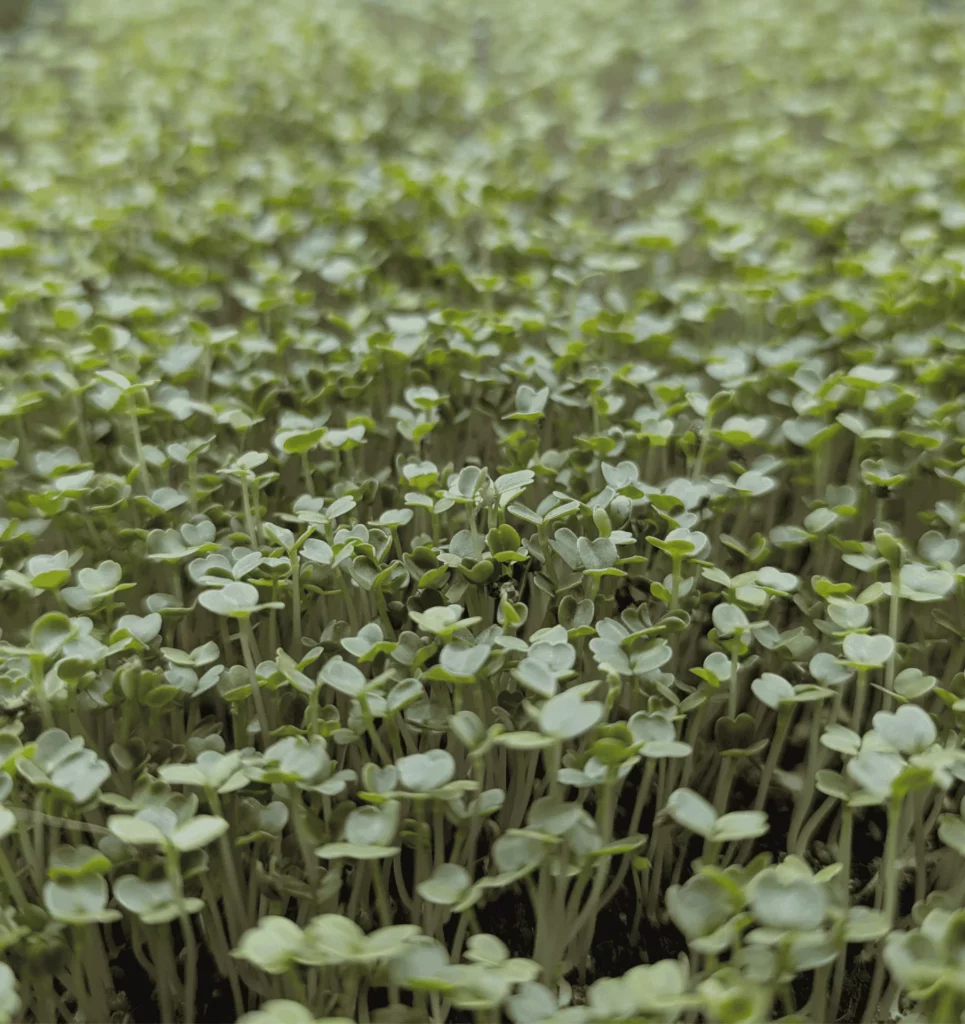 Arugula microgreen close up, grown at Pebble Creek’s micro farm.