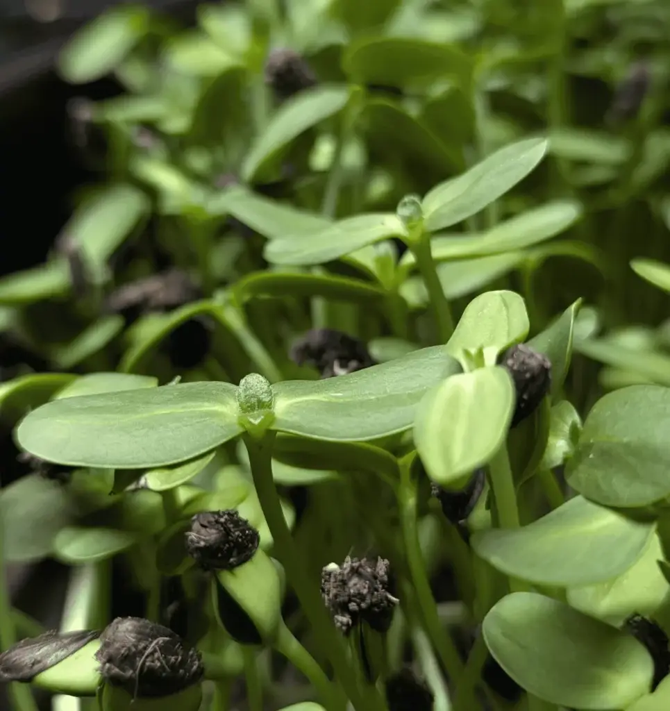 Black oil sunflower microgreen close up growing in soil with dark and light green coloring.