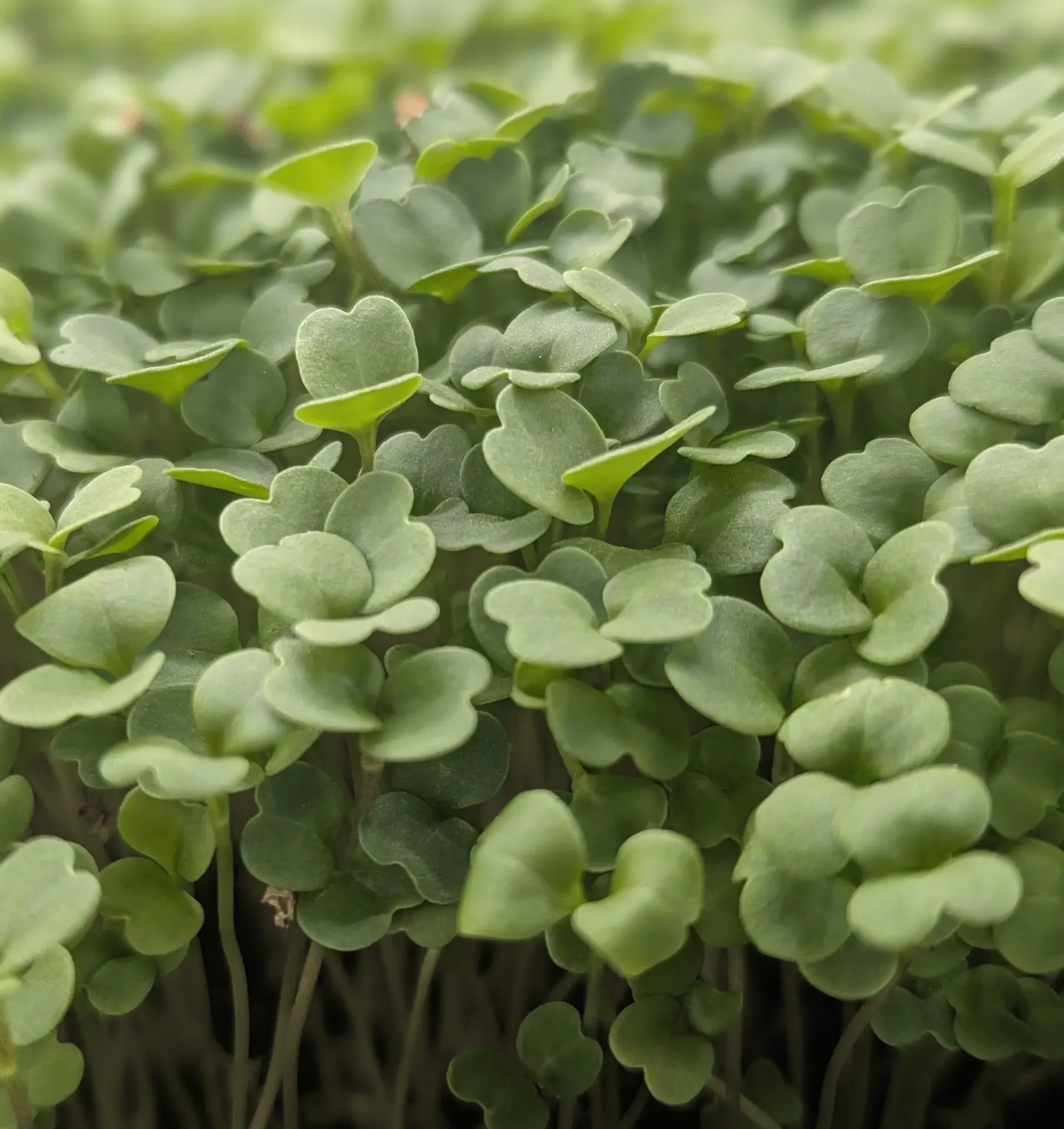 Rounded edges and stems of broccoli microgreens grown for chefs and restaurants in Michigan and Ohio.