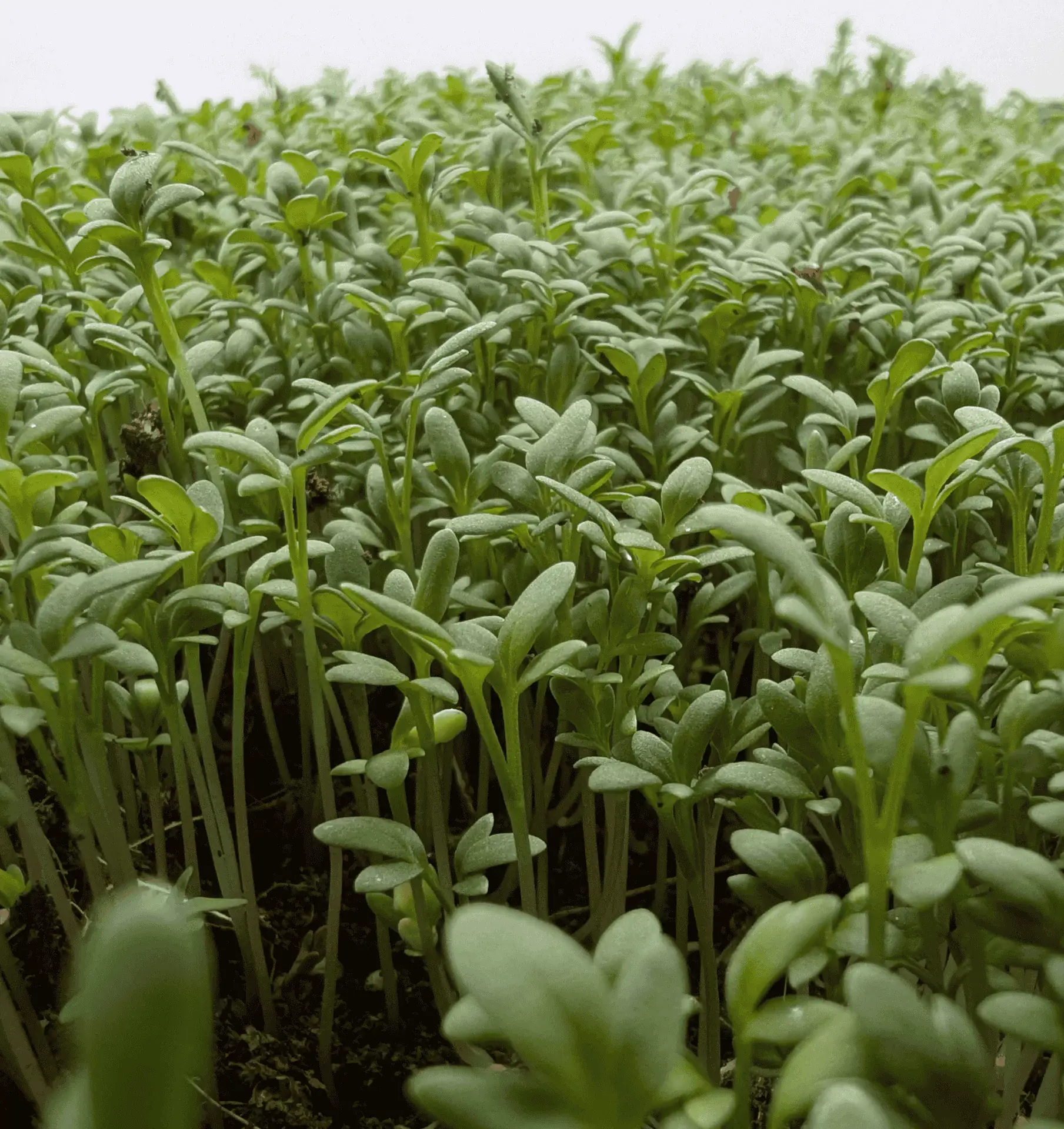 Close-up of curled cress microgreens grown at Pebble Creek Produce.