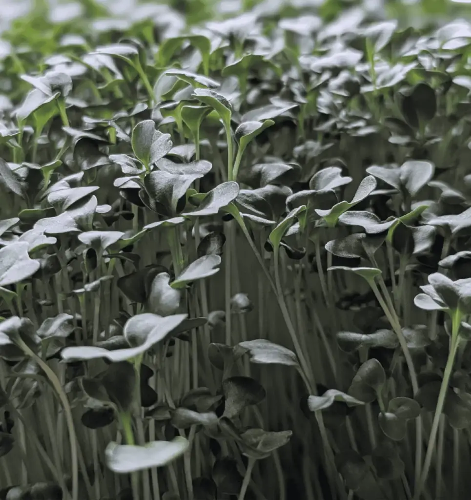 Daikon radish microgreen leaves and stems in dark green at Pebble Creek’s farm.