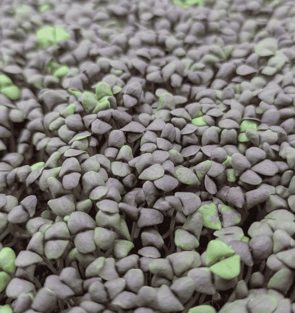 Purple and green leaves of dark opal basil microgreens ready for harvest at Pebble Creek in Michigan.