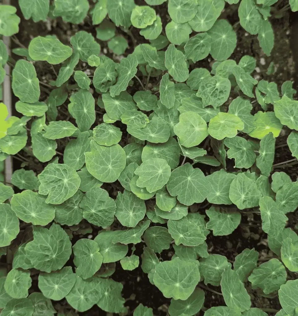 Rounded leaves of nasturtium microgreens growing in a tray at Pebble Creek Produce in Michigan.