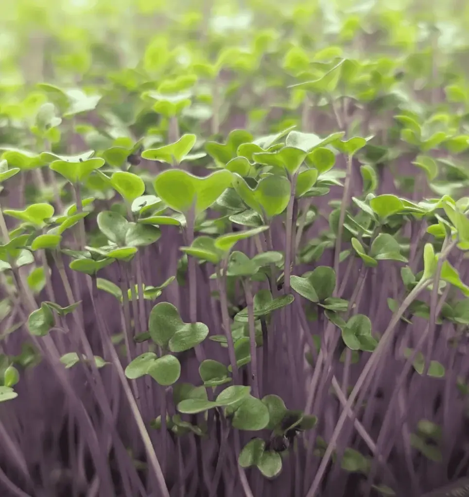 Purple stems and green leaves of the purple kohlrabi microgreen grown at Pebble Creek for chefs and restaurants.