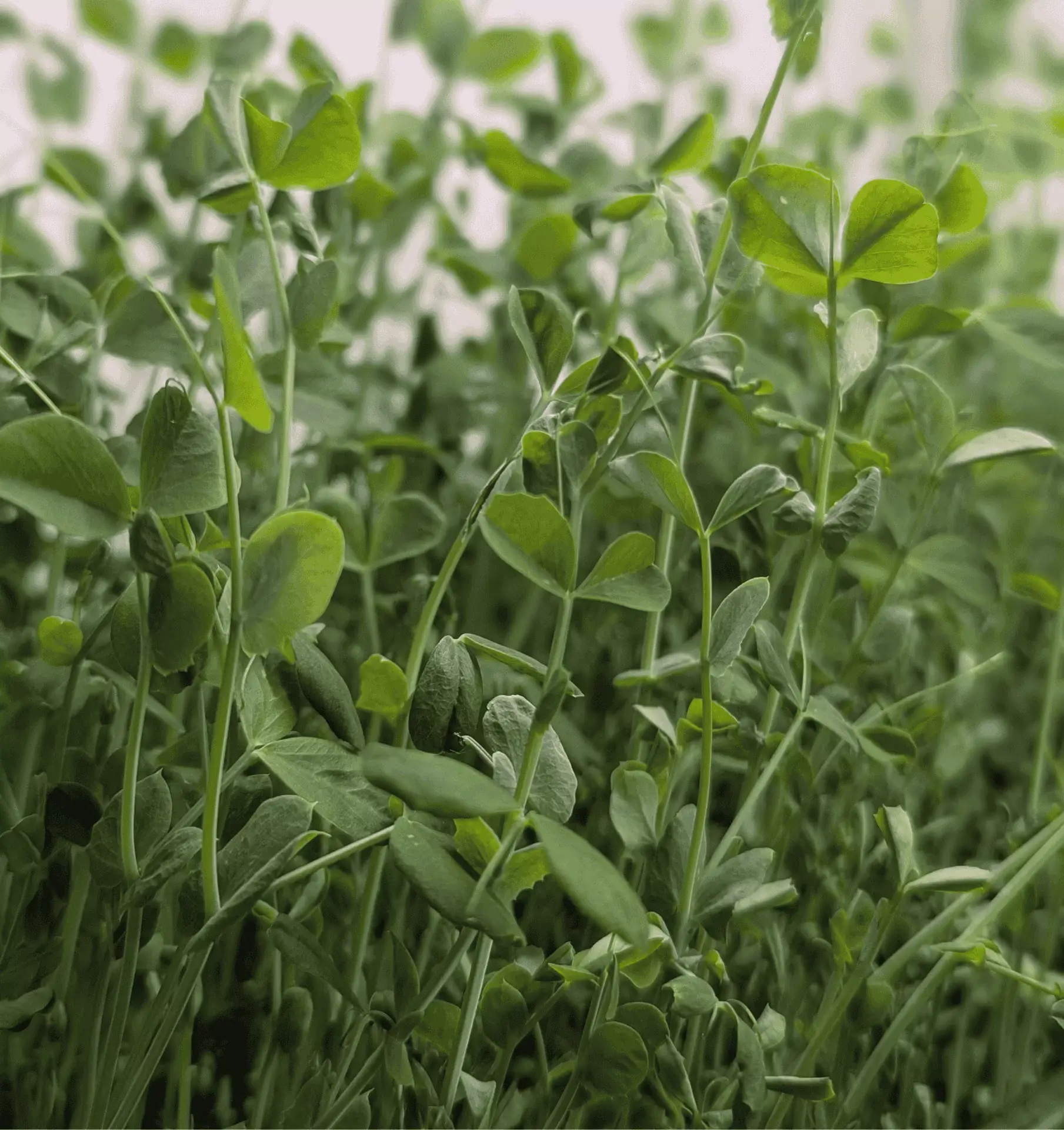 Tall speckled pea microgreens ready for harvest at Pebble Creek’s micro farm in Michigan.