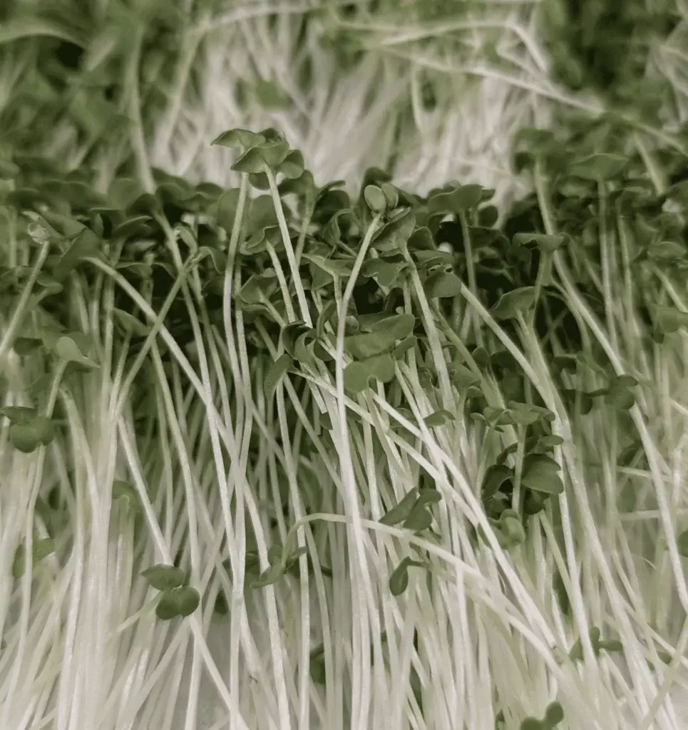 Spicy mustard microgreens with white stems and green leaves lying in bunches.