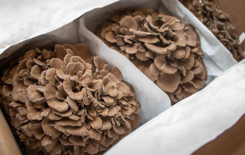 A box that is separated into three sections with large uncooked maitake mushrooms inside.