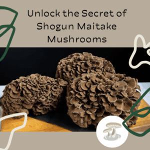 Pebble Creek branded template with an image of 3 large maitake mushrooms on a wooden cutting board.