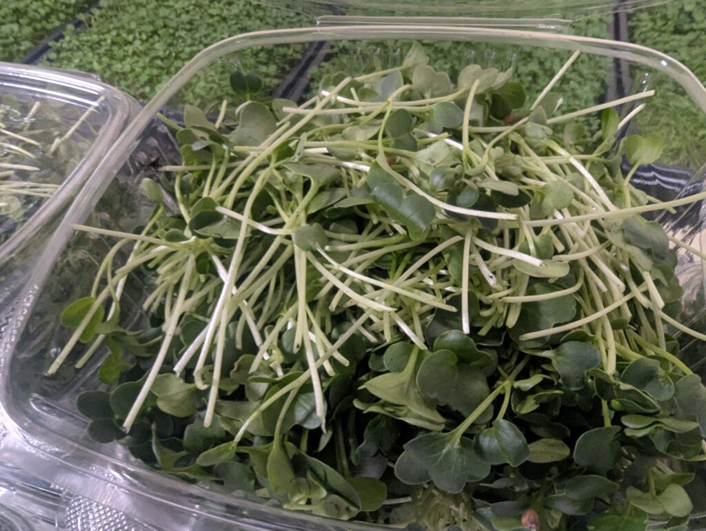 Harvested daikon radish microgreens at Pebble Creek Produce micro farm laying in a plastic container ready for delivery.