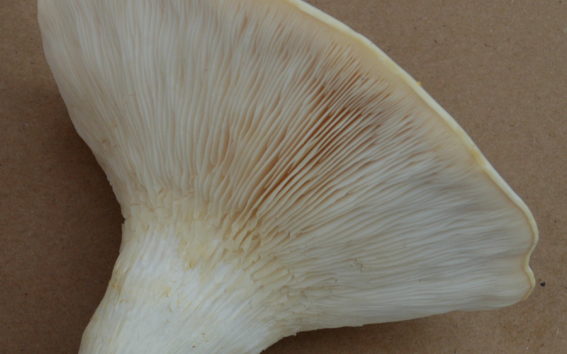 Close-up of the gills on a nebrodini bianco mushroom cultivated at Pebble Creek Produce's mushroom farm.