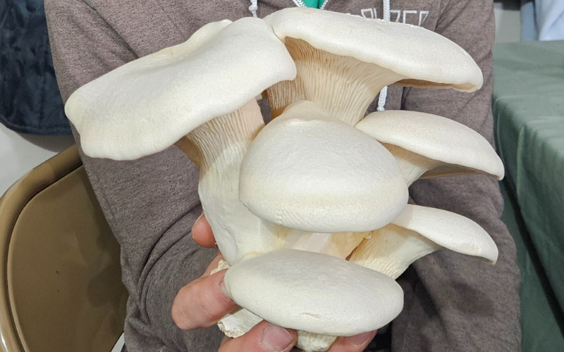 Hands holding a cultivated nebrodini bianco mushroom cluster showcasing its white colour and smooth texture.